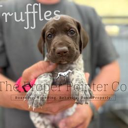 Truffles - Liver roan female German Shorthaired Pointer puppy in Six Mile, South Carolina from The Proper Pointer Co.