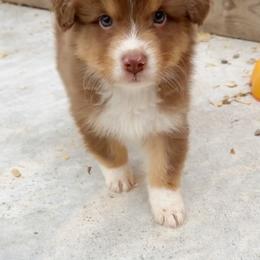 Kai - Red tri-color male Australian Shepherd puppy in Kearney, Nebraska from Helix Aussies