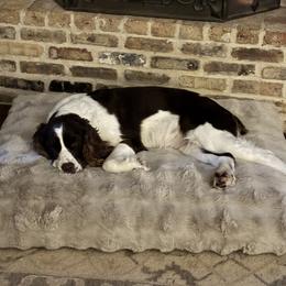 Coco - English Springer Spaniel