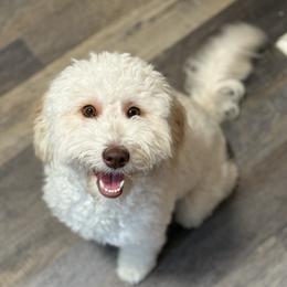 Ember - Goldendoodle