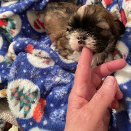 Boy 2 - Brindle male Shih Tzu puppy in Lebanon, Tennessee from Jan’s Shihtzus