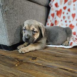 Shenna - Fawn female Cane Corso puppy in Lititz, Pennsylvania from Lititz Cane Corsos