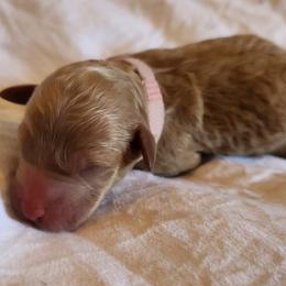 SQUEEKS - Apricot female Poodle puppy in San Tan Valley, Arizona from Desert Storm Poodles