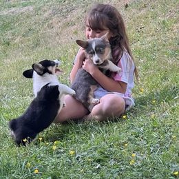 Pembroke Welsh Corgi Puppies from Sunnydale Corgis