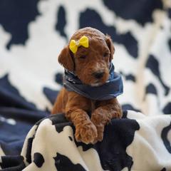 Goldendoodle Puppies from Griffin TX Doodles