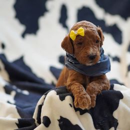 Goldendoodle Puppies from Griffin TX Doodles