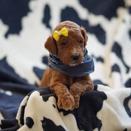 Goldendoodle Puppies from Griffin TX Doodles