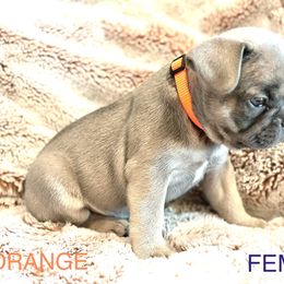 French Bulldog Puppies from Copa Frenchies