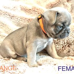 French Bulldog Puppies from Copa Frenchies