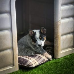 Anatolian Shepherd Dog and Australian Cattle Dog Puppies from 4D Cattle Dogs