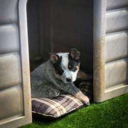 Anatolian Shepherd Dog and Australian Cattle Dog Puppies from 4D Cattle Dogs