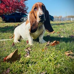 Calista - Basset Hound