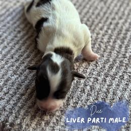 Miniature Schnauzer Puppies from Barkin’ Beauty Schnauzers