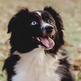 Miniature Australian Shepherds from Bluebird Aussiebilities