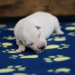 Berger Blanc Suisse Puppies from Moonlight Berger Blanc Suisses