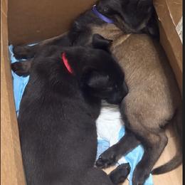 Belgian Malinois and German Shepherd Puppies from Sun Valley Malinois