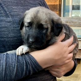 Morticia - Fawn female Anatolian Shepherd Dog puppy in Williamsburg, Kentucky from Three Little Birds Farm