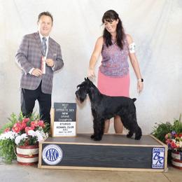Adele - Standard Schnauzer