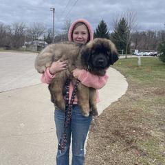 Leonberger Puppies from Lionsview Chalet