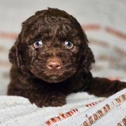 Onyx - Brown and white male Aussiedoodle puppy in Cleveland, Georgia from Jam's Doodles And Poodles