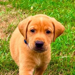 Blue Collar - Yellow male Labrador Retriever puppy in Quinlan, Texas from Wright Way Retrievers