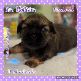 Mr. Hollister - Black gold and white male Shih Tzu puppy in Beatrice, Nebraska from I Shih Tzu Not Puppies