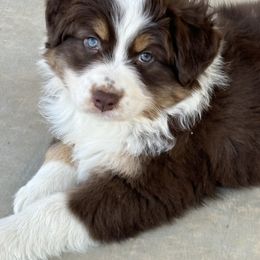 Australian Shepherd Puppies from Copper Sky Aussies of the Cental Coast