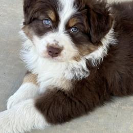 Australian Shepherd Puppies from Copper Sky Aussies of the Cental Coast