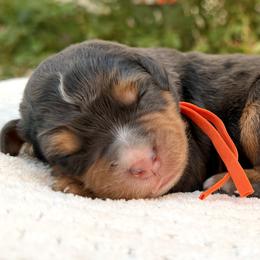 Boy 3 - male Bernedoodle puppy in Highland, Utah from Angel Pups Deluxe