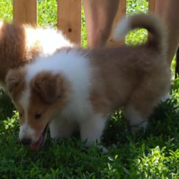 Blaze - Sable and white male Collie puppy in Nevada, Missouri from Briarwood Collies
