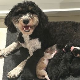 Australian Mountain Doodle puppies from D and D’s Dandy Doodles