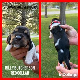 Billy Butcherson Hocus Pocus - Black brown and white male Basset Hound puppy in Park City, Kansas from Stegmans Basset Hounds