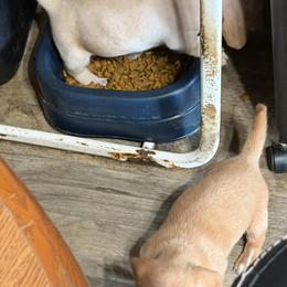 Dachshund Puppies from Witchy Woman’s Wiener’s