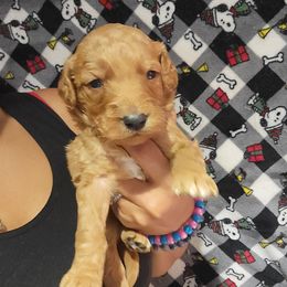 Sophie - Apricot female Goldendoodle puppy in Milwaukwe, Wisconsin from Wisconsin Doodles