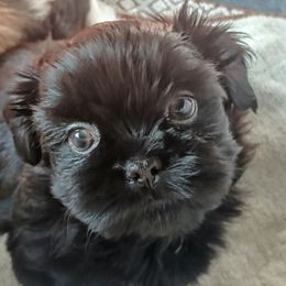 Shih Tzu Puppies from Mia AKC Shih Tzus