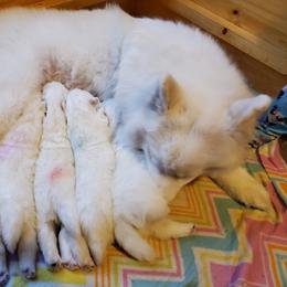 Samoyed Puppies from Limelight Samoyeds