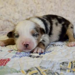 Quincy - Blue merle male Miniature Australian Shepherd puppy in Evant, Texas from Lazy VT Bar Ranch