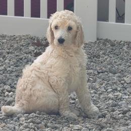 Girl 3 - Cream female Poodle puppy in Walpole, Massachusetts from Harborstone Poodles and Terriers