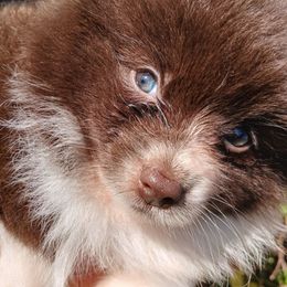 Doc - Chocolate parti male Pomeranian puppy in Ada, Oklahoma from Once Upon A Puff
