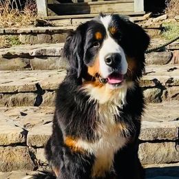 Lada - Bernese Mountain Dog