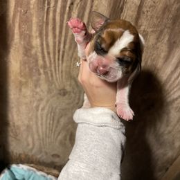 Basset Hound and Labrador Retriever Puppies from Bassett Hounds & Labradors