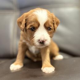 Sunflower (yellow) - Red  female Goldendoodle puppy in Twin Falls, Idaho from Magic Valley Family Doodles