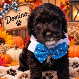 Domino - Black and white male Cavapoo puppy in Cooper City, Florida from Jenny La Bone