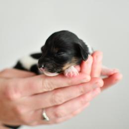 Midge - Piebald female Dachshund puppy in Youngstown, Florida from Paradox Dachshunds
