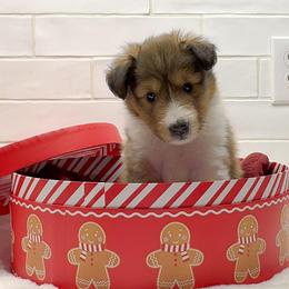 Forrest - White and sable merle male Shetland Sheepdog puppy in Zephyrhills, Florida from Highland Shelties & Aussies
