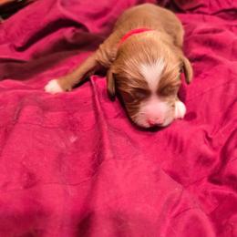 Luke - Blenheim male Cavapoo puppy in Siloam Springs, Arkansas from Kingdom Bound By Design