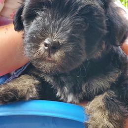Havanese from Patriot Pups