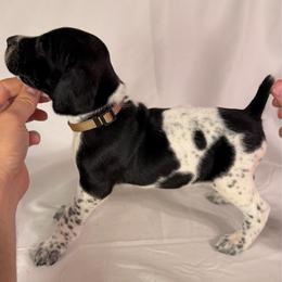 Indy - Black and white female German Shorthaired Pointer puppy in Edenton, North Carolina from Bockelman GSP’s