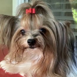 Pepper - Yorkshire Terrier