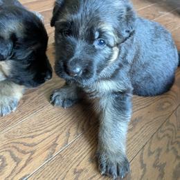 German Shepherd Puppies from McLaughlin German Shepherds